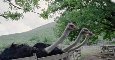 Tahta bir çitin arkasında üç devekuşu sıraya dizildi. Ağaçların altındaki gölgeli bir alanda hepsi aynı yöne bakıyor..