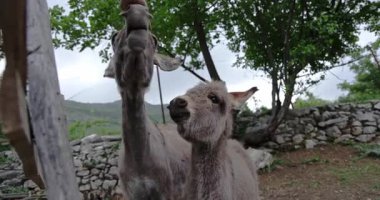 A goat reaches to eat from a person hand in a fenced farm area. Another goat stands nearby, observing.