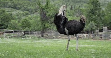 Bir devekuşu, çitlerle ve ağaçlarla çevrili pis bir ağılda yürüyor. Hızlı hareket eder, kanatları hafifçe kalkar..