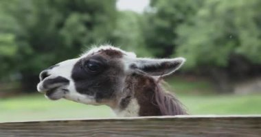 Koyu renk paltolu bir lama ahşap bir çitin üzerinde, hafif bir gülümsemeyle. Ağaçlar ve kalemler yumuşak yeşil bir zemin oluşturur.
