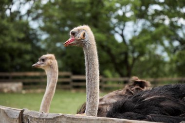 İki devekuşu, kalemlerinin ahşap çitlerinin üzerinden gözetliyor. Boyunlarını dik tutun..