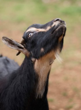 Uzun boynuzlu bir kara keçi ahır çitine karşı poz veriyor. Güneş ışığı kürkün dokusunu güçlendirir..