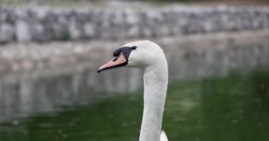 Beyaz bir kuğu kayalık bir duvarın yakınındaki yeşil bir gölette süzülüyor. Sudaki yansıması usulca yansıyor..