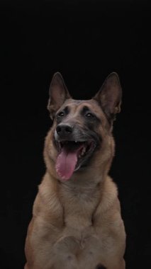 A tan Belgian Malinois is captured in profile with a visible smile. The moment is lit evenly and appears joyful, taken directly from a paused video.