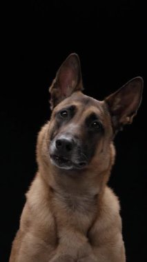 Belgian Malinois dog is sitting in front of a black backdrop. The animal appears joyful, with upright ears and its mouth slightly open, captured in a paused video moment.