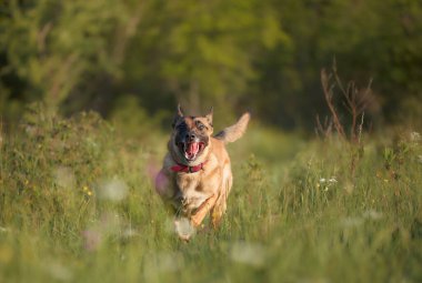 Köpek kameraya doğru koşar, bacakları açılır ve kulakları takılır..