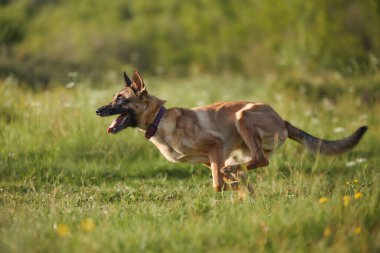 Belçikalı atletik bir Malinois, geniş bacakları ve keskin bir ifadeyle çayıra fırlar..