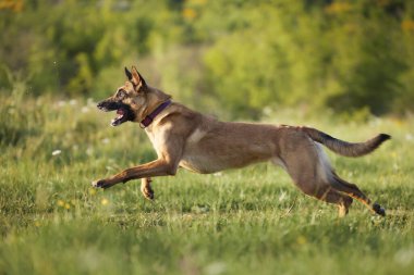 Büyük kahverengi bir köpek sola koşar, gövdesi açılır ve başı hafifçe öne döner..