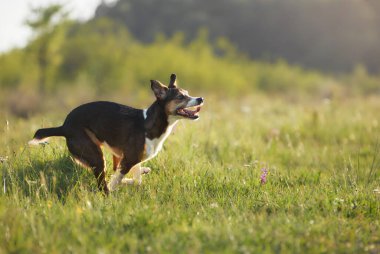 Gün batımında bir köpek, açık yeşil bir tarlanın kenarındaki zemini koklamak için durur. Gölgeler yavaşça yabani otların üzerine düşer..