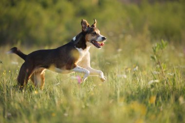 Bir köpek kulakları açık ve gözleri açık hafifçe yukarı sıçrar. Çerçevesinin etrafındaki uzun çimenler ileri doğru hareket ederken bulanıklaşır..