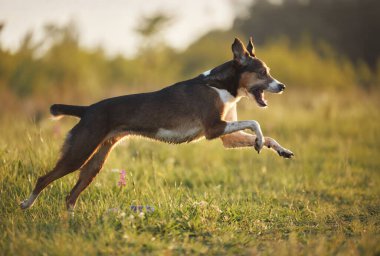 Geniş bir sıçramayla, Belçikalı Malinois havadaki bir oyuncağa doğru sıçrıyor, gözler kilitleniyor. Vücudu esnemiş ve havalanmıştır..