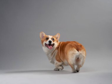 A Corgi looks over its shoulder while sitting on a grey background, with a playful and curious expression.