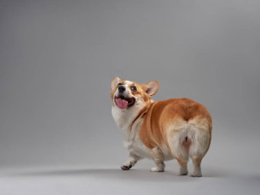 Bir Corgi köpeği gri bir arka planda oturur, yana bakar, neşeli bir tavır sergiler. Köpek sakin ve dikkatli..