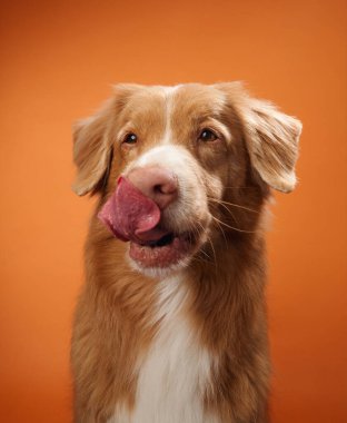 Nova Scotia Duck Tolling Retriever turuncu bir arka planla burnunu yalarken yakalandı. Oyunculuk, köpeğin sakin tavrıyla çelişiyor..