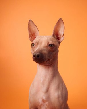 Sakin bir Amerikan Kılsız Teriyer köpeği turuncu arka planda oturuyor, sakin ve sakin bir tavır sergiliyor..