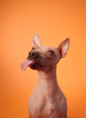 Amerikalı tüysüz teriyer bir köpeğin portresi dili dışarı çıkmış, turuncu bir arka plana kurulmuş, neşeli ve küstah doğasını vurguluyor..