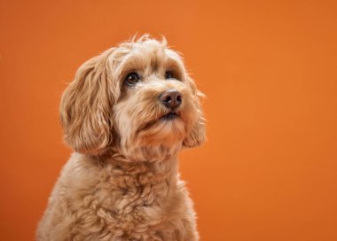 Kıvırcık kürklü bir Labradoodle turuncu arka planda kulakları açık oturur..