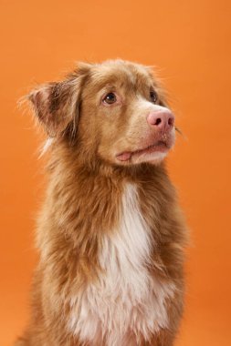 Bir Nova Scotia Duck Tolling Retriever, turuncu bir arka plana bakarak içeride oturur. Sıcak renkler ve yan bakışlar köpek portresine karakter ekler.