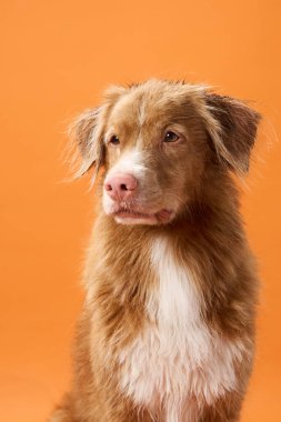Bir Nova Scotia Duck Tolling Retriever, stüdyoda turuncu bir arka plana karşı yumuşak bir ifadeyle yukarı bakar. Sıcak tonlar ve nazik bakışlar köpeğin sakin tavrını vurguluyor..