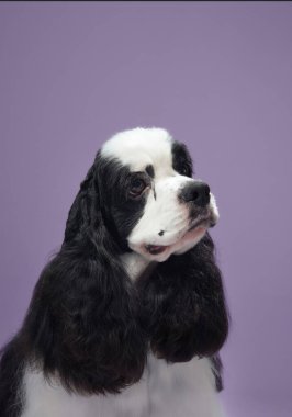 Mor bir geçmişi olan Amerikalı Cocker Spaniel 'in yan profili. Köpeğin akışkan kürkü ve kompleks görüntüsü çok güzel..