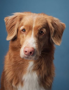 Mavi arkaplana karşı bir Nova Scotia Duck Tolling Retriever 'ın yakın çekimi yumuşak ve nazik ifadesini yakalıyor. Odaklanmış çerçeve, köpeğin dingin ve dost canlısı doğasını vurguluyor..