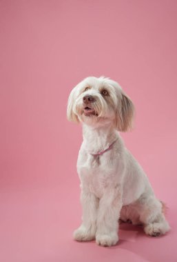 Küçük beyaz bir köpek soluk pembe bir stüdyonun arka planında otururken yakalandı. Sakin duruşu, yumuşaklığını ve arkadaş canlısı tavırlarını minimalist bir ortamda ön plana çıkarıyor..