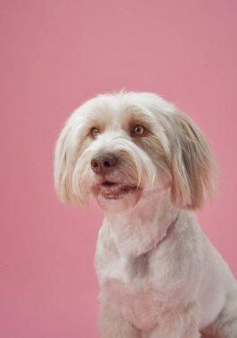 Küçük beyaz bir köpek zarif bir şekilde pembe bir stüdyo arkaplanının karşısında oturuyor, yumuşak kürkünü ve tuhaf ifadesini sergiliyor. Yumuşak renkler uyumlu ve büyüleyici bir atmosfer yaratır..