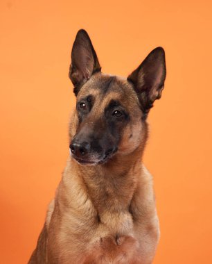 Belçikalı bir Malinois, odaklanmış bir bakışla turuncu bir arkaplanda sergilenir. Parlak renkler köpeklerin keskin özelliklerini ve özenli duruşunu vurgular..