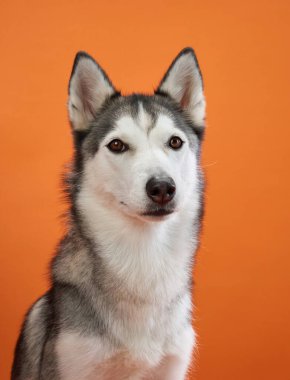 Bir Sibirya Husky 'si turuncu bir arka plana karşı dik oturur, ciddi ifadesi dikkat çeker. Kalın renkler köpek kürkünü ve görkemli tavrını tamamlıyor..
