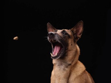 Belçikalı Malinois açık ağızla ve hevesli bir ifadeyle sıçrayıp siyah bir arka plana doğru uçuyor..