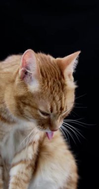 Kızıl bir kedi patisini kısmen kapalı gözlerle temizler. Sahne, sade siyah bir zemine hafifçe aydınlatılır..