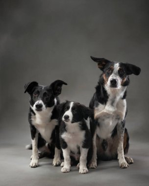 İki sınır köpeği yan yana oturur ve tetikte beklerler. Koyu gri arkaplan siyah ve beyaz kürklerinin kontrastını vurgular.