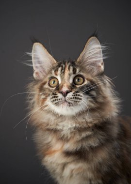 Bir Maine Rakun kedisi yukarı bakar, kürkü yumuşak ışıkla vurgulanır. Bıyıklar ve detaylı kürk dokusu çarpıcı bir görüntü oluşturur..