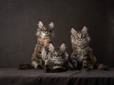 Üç Maine Rakun kedisi profesyonel bir stüdyo ortamında dikkatlice poz veriyor. Kabarık kürkleri ve parlak gözleri büyüleyici bir görüntü oluşturuyor..