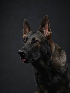 Sola bakan bir Alman çoban köpeği yan profilde yakalandı. Siyah arka plan koyu kürküyle çelişiyor ve dramatik bir etki yaratıyor..