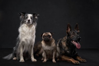 Farklı cinsten üç köpek siyah bir arkaplanda yan yana otururlar. Onların farklı ifadeleri uyumlu ve dengeli bir kompozisyon yaratır..
