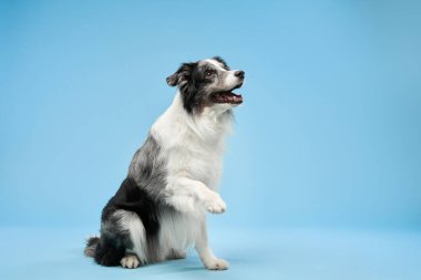 Bir Border Collie mavi bir arka planda oturur ve heyecanlı bir şekilde yukarı bakar, yukarıdaki bir şeyi tahmin eder gibi görünür. Uyarı ifadesi dinamik bir his katıyor..