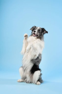Bir Border Collie arka ayaklarının üzerinde oturur ve iki pençesini de kaldırır, mavi arka plana karşı el sallar ya da numara yapar gibi görünür. Etkileşimli pozlar eğlenceli ve ilgi çekici..