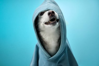 Mavi kapüşonlu bir Sibirya Husky 'si açık mavi bir arka plana karşı parlak bir şekilde gülümsüyor. Rahatlatıcı ve neşeli ifade, köpekleri dost canlısı ve oyuncu bir şekilde yakalar..