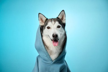Kapüşonlu bir Sibirya Husky 'si açık mavi bir arka plana karşı sofistike görünür. Kendine güvenen poz, köpeklerin zarif ve dengeli tavırlarını vurguluyor..