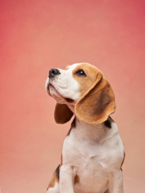 Bir av köpeği dikkatle eğik bir arkaplana bakar, tetikte ve meraklı kişiliğini gösterir. Yumuşak tonlar sahneleri güzelleştirir sakin ve sakin hissettirir..