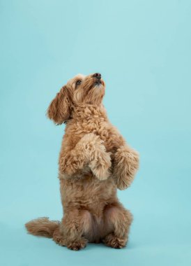 Kıvırcık kürklü bir Labradoodle arka ayakları üzerinde dik oturur ve açık mavi bir arka plana doğru bakar..