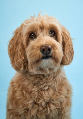 Kıvırcık kürklü bir Labradoodle açık mavi arkaplana karşı tuhaf bir ifadeyle ileriye bakar.