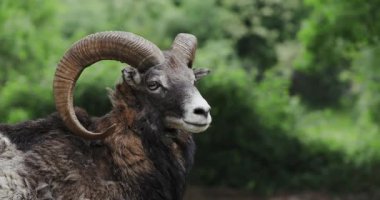 Kalın kürklü bir koç ağaçların yanında durur, eğimli boynuzları. Bir an için hareketsiz kalır..