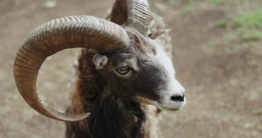 Tozlu bir alanda duran geniş boynuzlu bir koçun profil görüntüsü. Yüzü ağırbaşlı ve sağlam görünüyor..