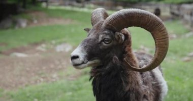 Boynuzlu bir koç otlakta dururken başını yavaşça çevirir. Kaba kürk gün ışığında hafifçe parlar..
