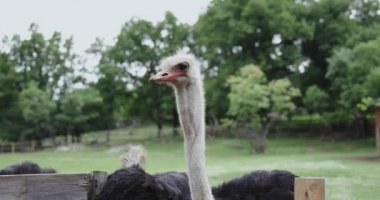 İki devekuşu yeşil bir tarlada, tahta bir çitin yanında duruyor. Önlerine baktıklarında nazikçe hareket ederler..