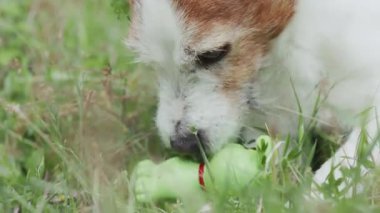Teriyer, dişlerinin arasında küçük limon renkli lastik top tutuyor..