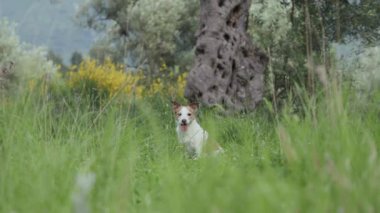 Teriyer uzaktan görünüyor, dik duruyor ve önümüze bakıyor..