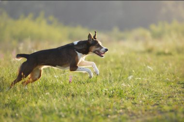 Kahverengi bir köpek açık alanda koşuyor, bacakları açık ve gözleri önde, bir oyuncağı takip ediyor..